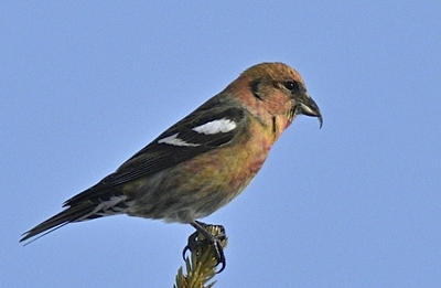 Bec-croisé bifascié immature