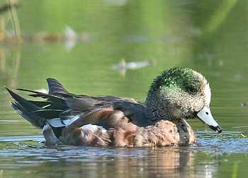 Canard d'Am�rique
