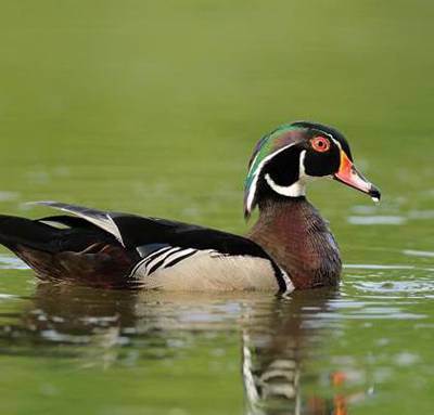 Canard branchu