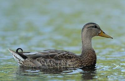 Canard colvert mle juvnile