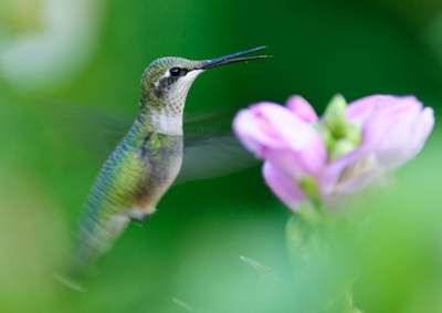Colibri