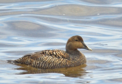 Eider (femelle)
