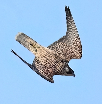 Faucons pèlerin couple