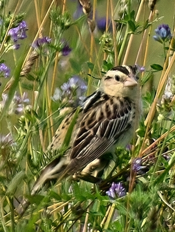 Goglu des prs femelle