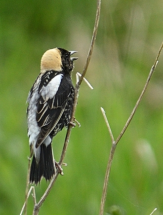 Goglu des prs