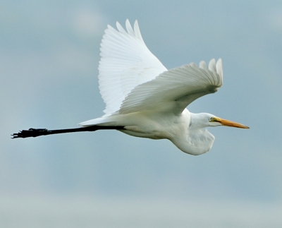 Grande Aigrette en vol