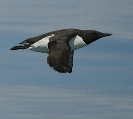 Guillemot marmette
