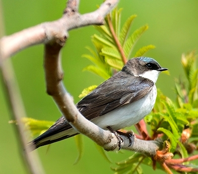 Hirondelle bicolore femelle
