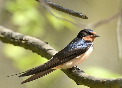 Hirondelle rustique