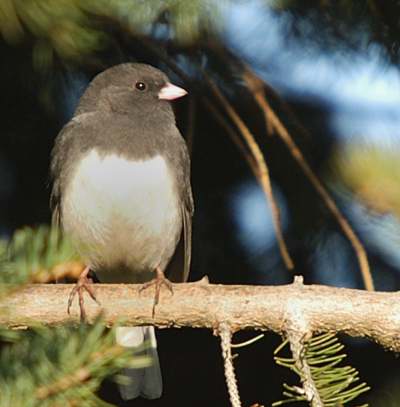 Junco ardoisé
