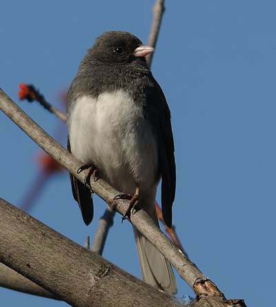 Junco ardoisé