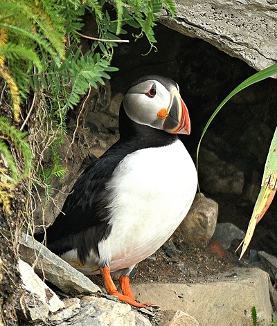 Macareux moine