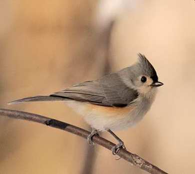 Mésange bicolore (Photo M. Costina )