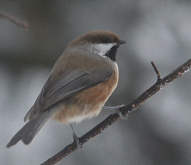 Mésange à tête brune
