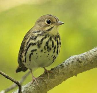 Paruline couronn�e