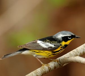 Paruline à tête cendrée