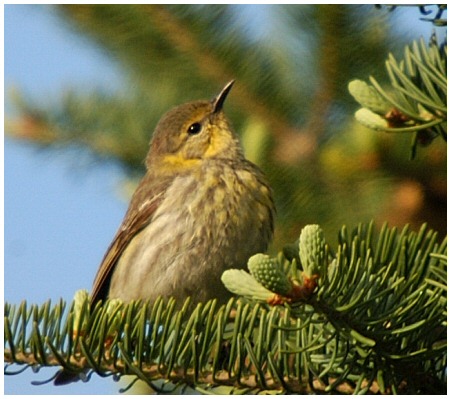 Paruline tigrée (femelle)