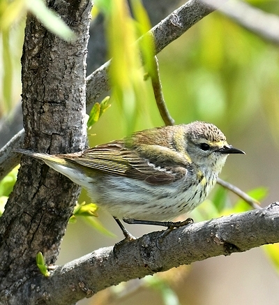 Paruline tigrée (femelle)