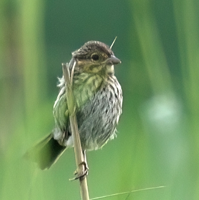 Passerin indigo femelle