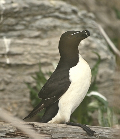 Petit pingouin