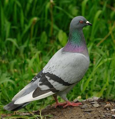 Pigeon biset