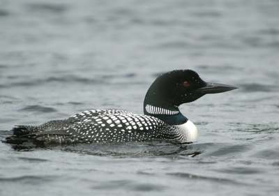 Plongeon huard